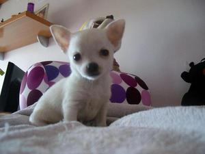 Chihuahua toy cabeza de manzana