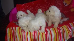 DE RAZA HERMOSOS CACHORROS BICHON FRISE