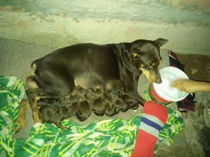 Dobermans Cachorros en Venta