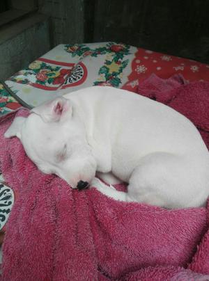 Dogo Argentino