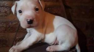 Dogo Argentino Blanco