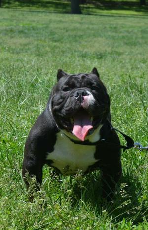 Exotic Bully para Monta