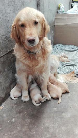 GOLDEN RETRIEVER CACHORROS DE RAZA