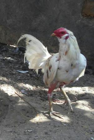 Gallo Puertoriqueño