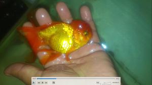 Goldfish Orandas Metalicos