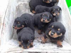 HERMOSOS CACHORROS ROTTWEILER