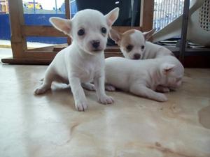 Hermosos Chihuahuas Blancas Hembras