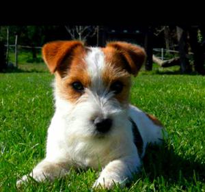 Jack Russell Argentinos ☎ 