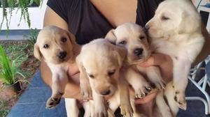 LABRADOR MASCOTAS CACHORRITOS