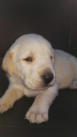 Labrador Retriever 100