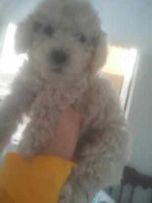 Lindo Cachorrito Caniche Toy