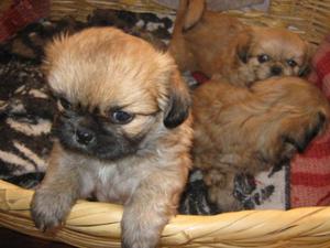 PEKINES BIEN FINOS Y ÑATITOS