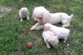 POODLE ENANITOS BLANCOS