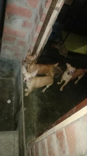 Perritos Chihuahua