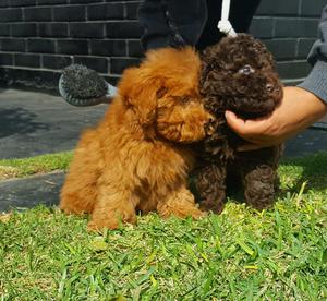 Poodle Rojo Marron Argetinos☏