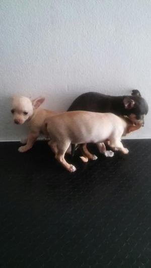 Preciosos Chihuahua Toy Llamame