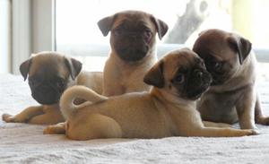 Pug Carlino