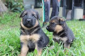 ROBUSTOS CACHORROS PASTOR ALEMAN