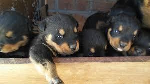 ROTTWEILER DE RAZA PURA DE LINEA