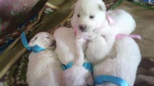 SAMOYEDO CACHORRITOS DE RAZA PURA