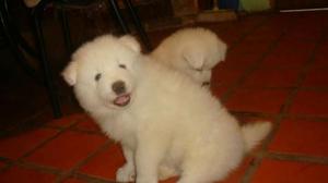 Samoyedo Polar Vacunados