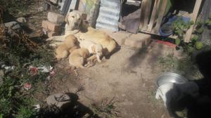 Se Vende Cachorros, Raza:labrador