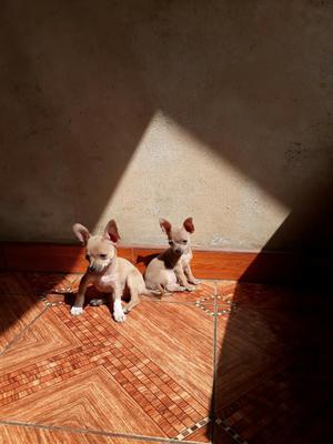 Se Vende Chihuahua Toy Machos Originales