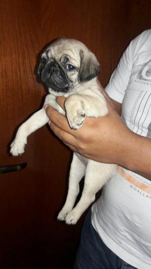 Se Vende Hermoso Pug