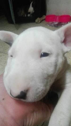 Se Venden Bullterrier