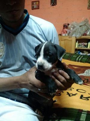 Se Venden Perritos Pitbull