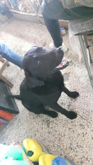 Servicio de Monta Labrador Negro Puro