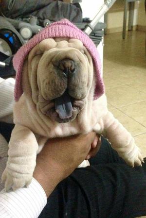 Shar Pei Macho