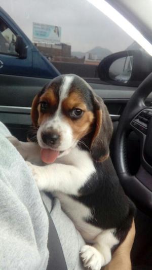 Vendo Cachorro Beagle