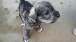 Vendo Cachorros Schnauzer