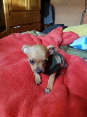 Vendo Chihuahua