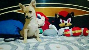 Vendo Chihuahua Toy Macho