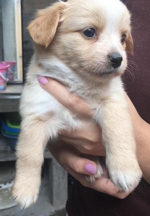 Venta de Perritos Shitzu