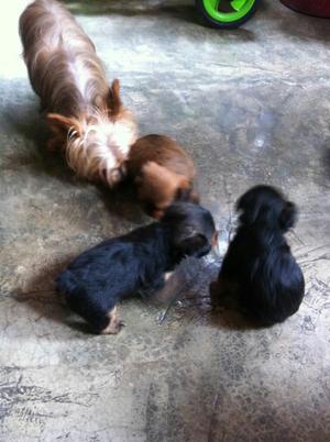 Yorkshire Terrier