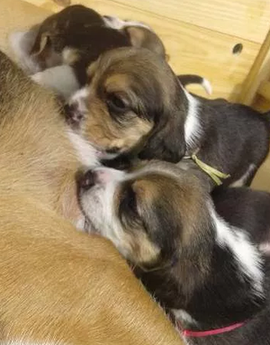 beagles hermosos cachorritos