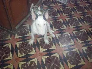 bull terrier macho