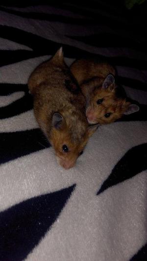 hamsters hembras en adopcion