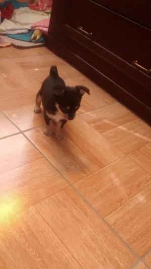 hermosos cachorros CHIGUAGUAS