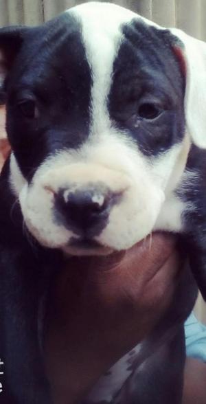 vendo pitbull fusion bully