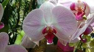 Orquídeas Phalaenopsis Naturales Para Regalo