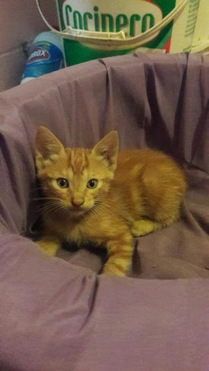 Adopta Un Gatito