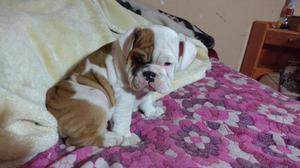 BULLDOG INGLES