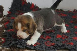 Beagle Tricolor.