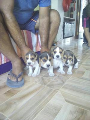 Beagles Divertidos Cachorritos