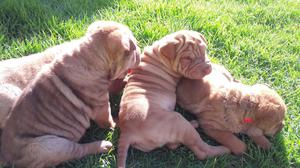 Bellos Sharpei