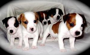 Bellos tiernos y hermosos cachorros Jack Russell Terrier